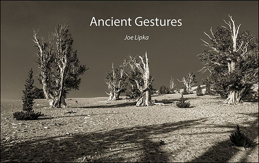 Bristlecone Pines, White Mountains